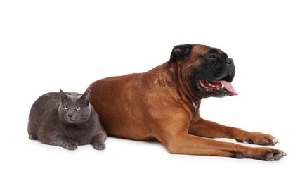 Photo of Cute dog and cat lying on white background