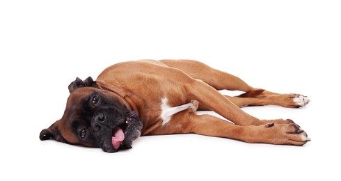 Photo of Cute dog lying on white background. Adorable pet