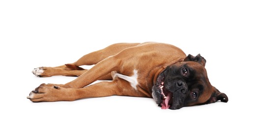 Photo of Cute dog lying on white background. Adorable pet