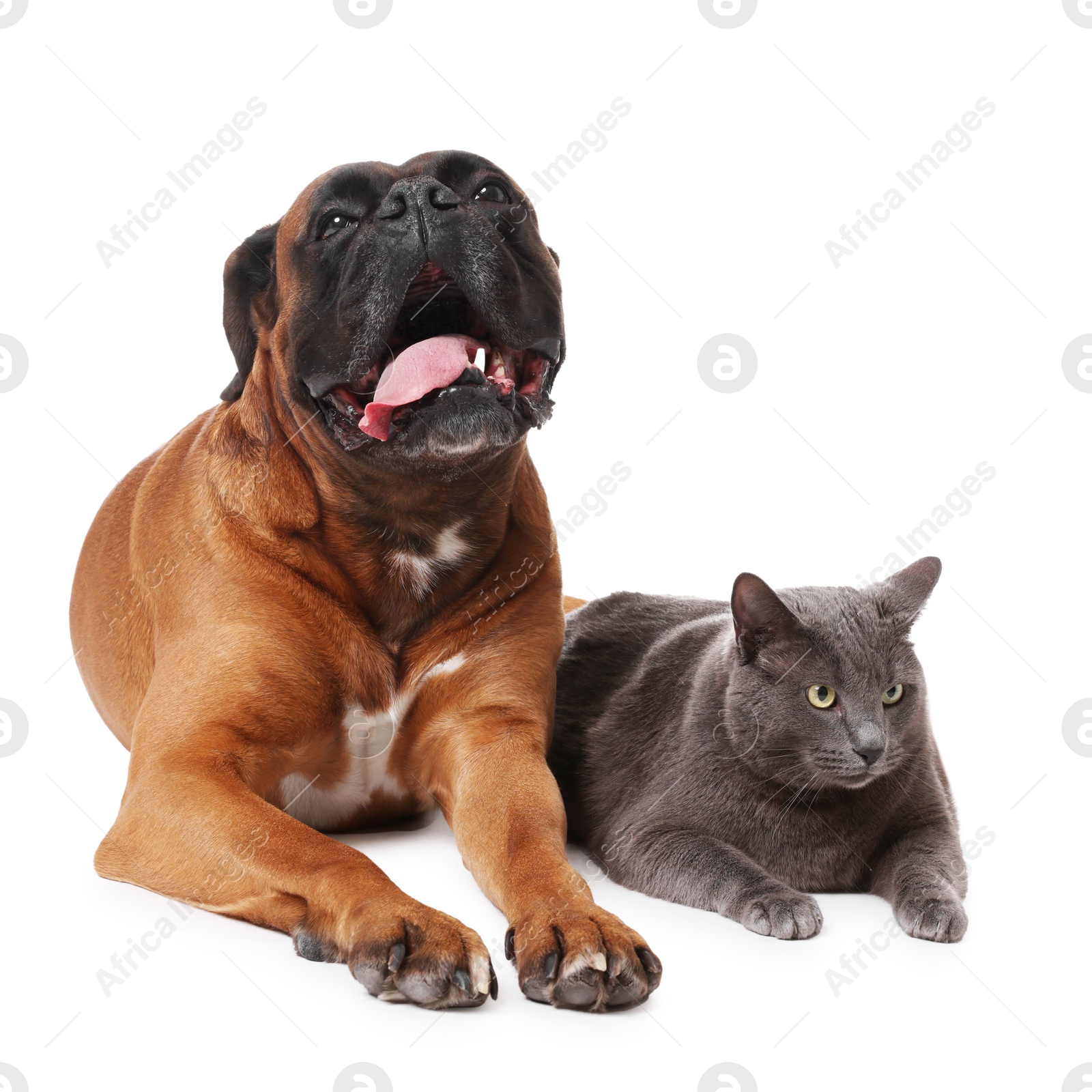 Photo of Cute dog and cat lying on white background