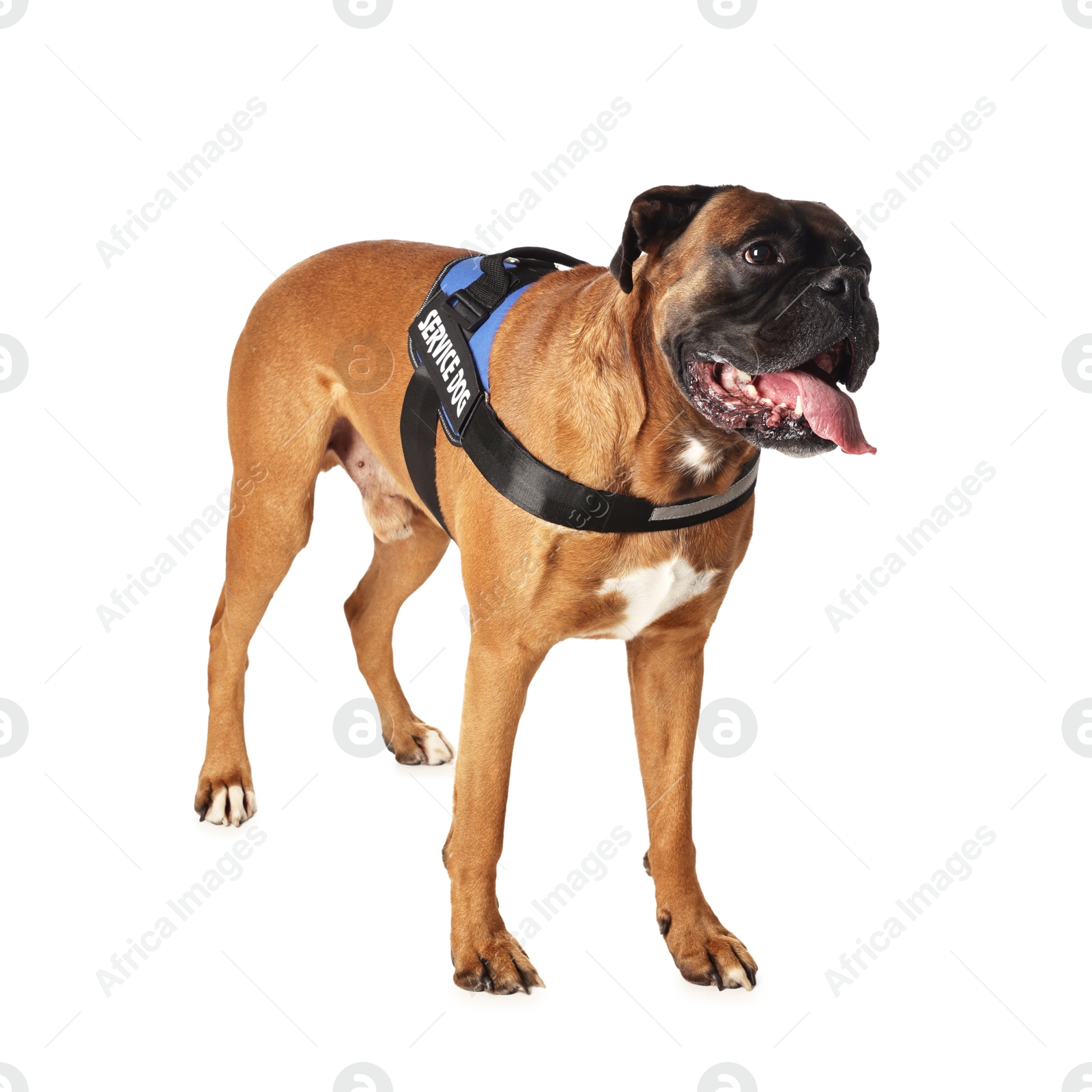 Photo of Cute service dog in vest on white background