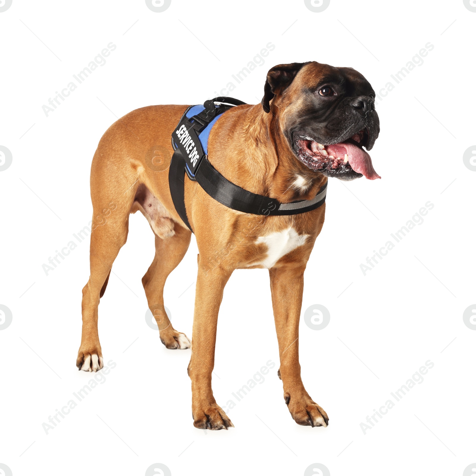 Photo of Cute service dog in vest on white background