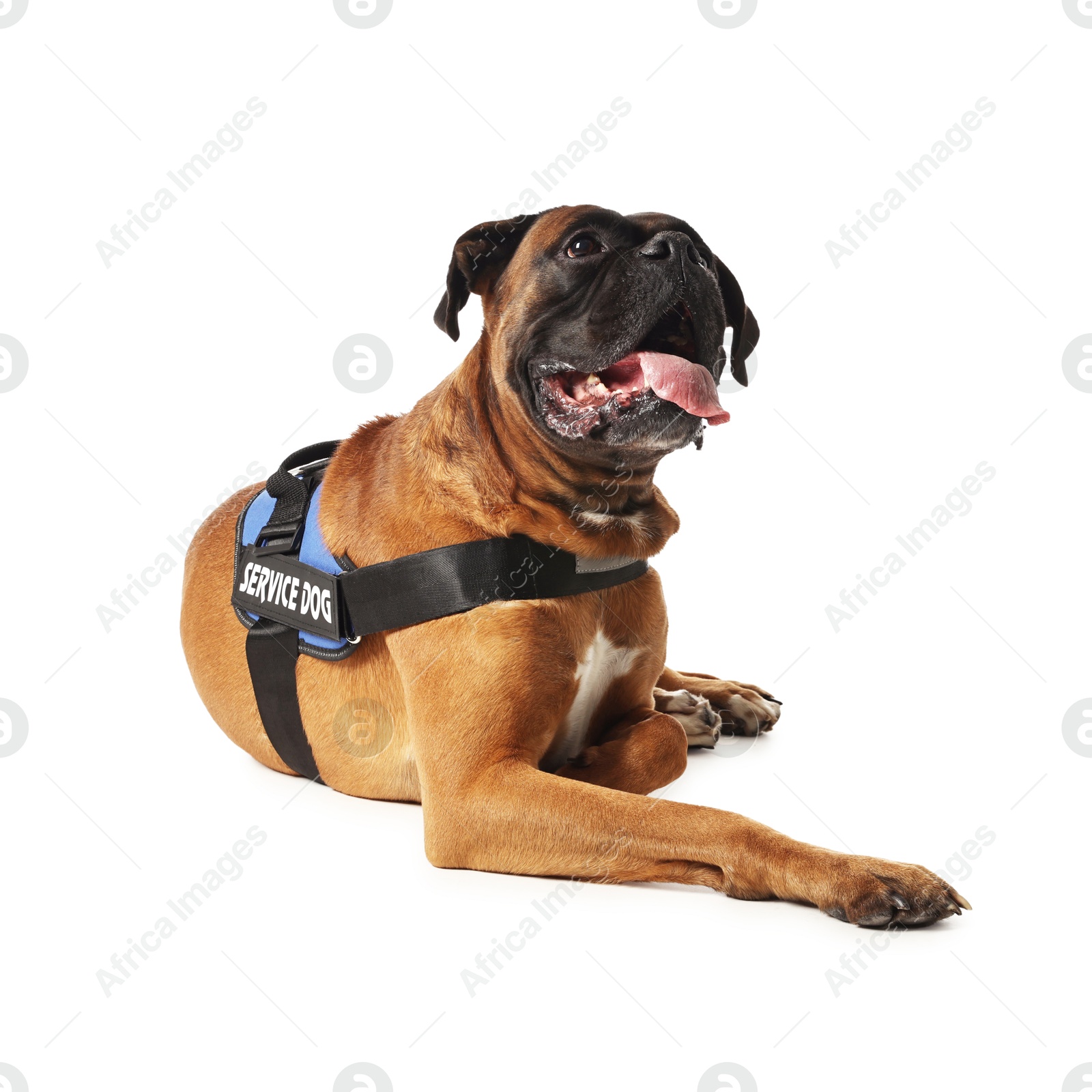 Photo of Cute service dog in vest on white background