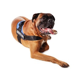 Photo of Cute service dog in vest on white background