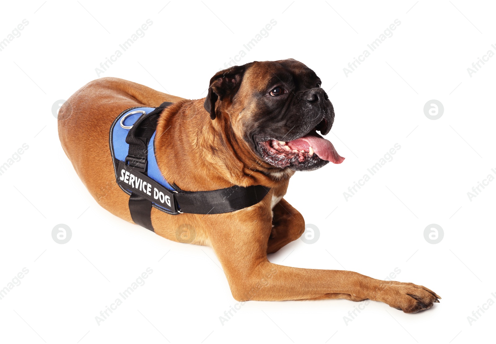 Photo of Cute service dog in vest on white background