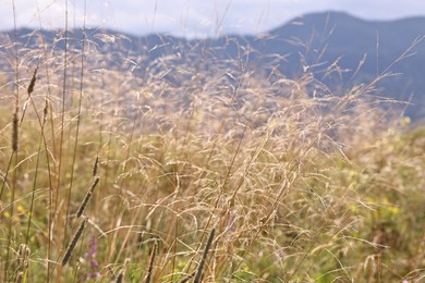 Photo of Many beautiful plants growing in mountains, closeup