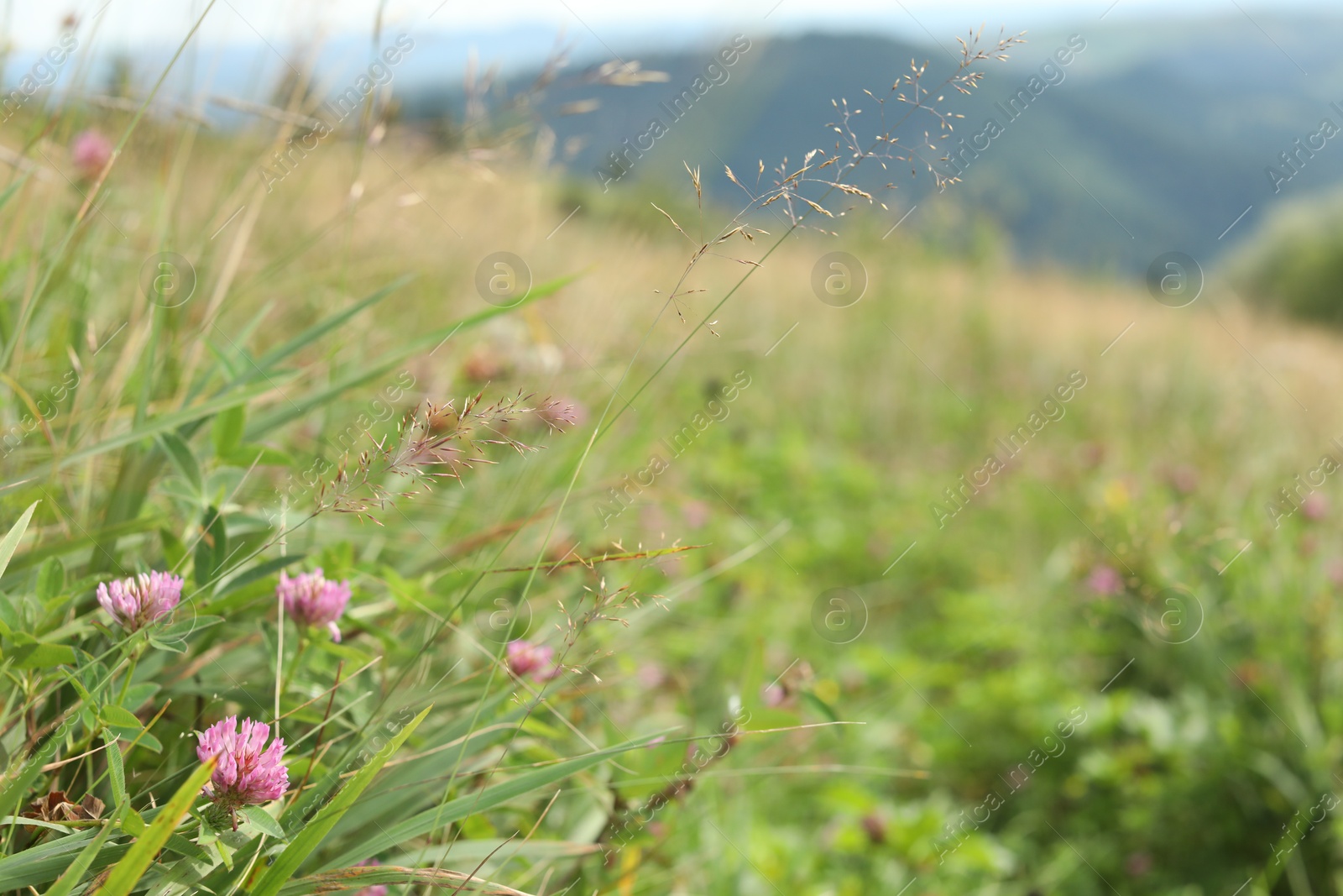 Photo of Many beautiful plants with flowers growing outdoors, closeup. Space for text