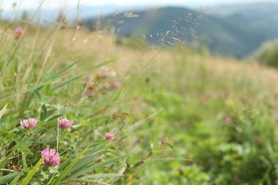 Photo of Many beautiful plants with flowers growing outdoors, closeup. Space for text