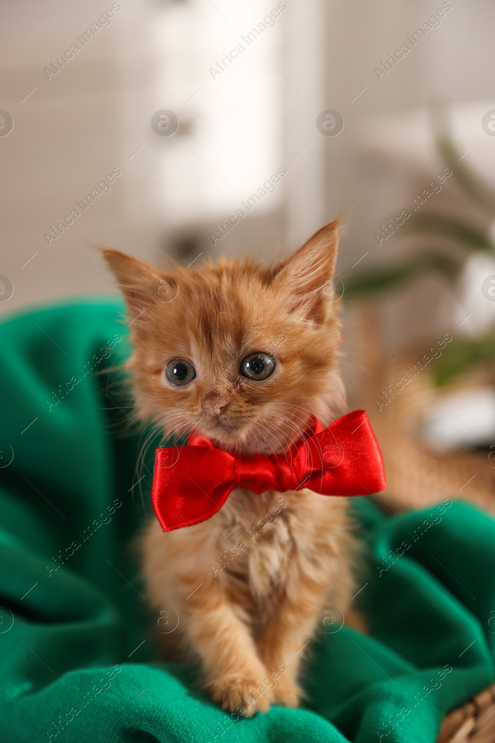 Photo of Cute ginger kitten with bow at home