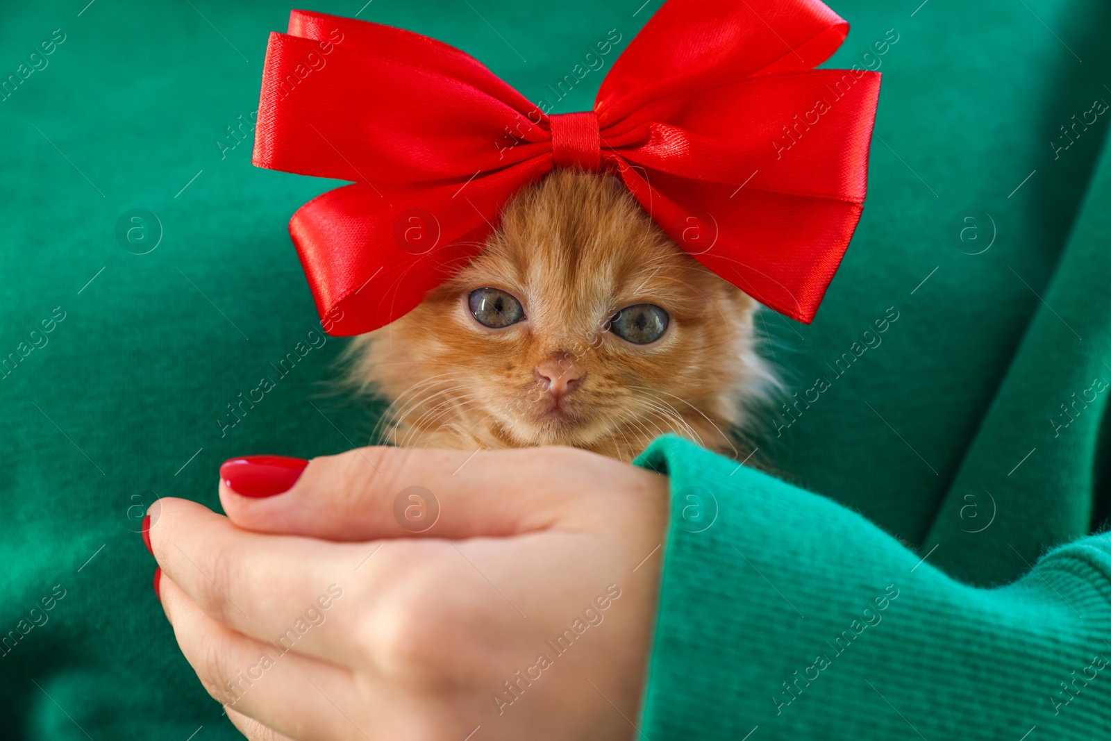 Photo of Woman holding cute ginger kitten with bow, closeup