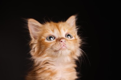 Photo of Portrait of cute ginger kitten on black background