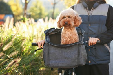 Photo of Woman with bicycle and cute Toy Poodle dog in pet carrier outdoors on sunny day, closeup