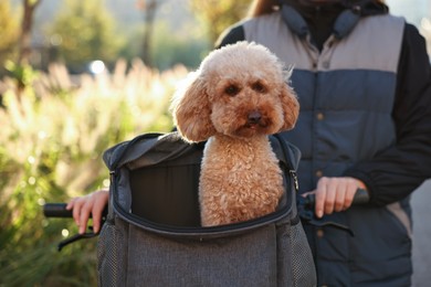 Photo of Woman with bicycle and cute Toy Poodle dog in pet carrier outdoors on sunny day, closeup