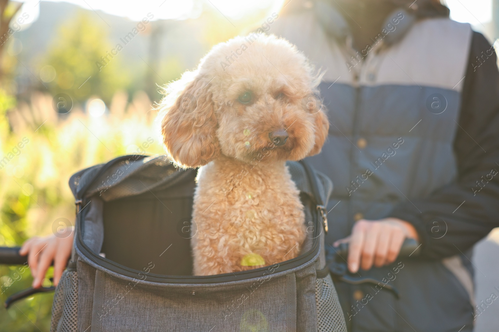 Photo of Woman with bicycle and cute Toy Poodle dog in pet carrier outdoors on sunny day, closeup