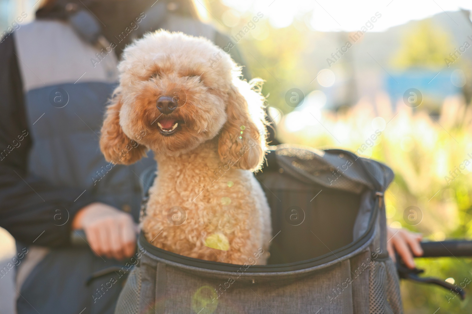 Photo of Woman with bicycle and cute Toy Poodle dog in pet carrier outdoors on sunny day, closeup