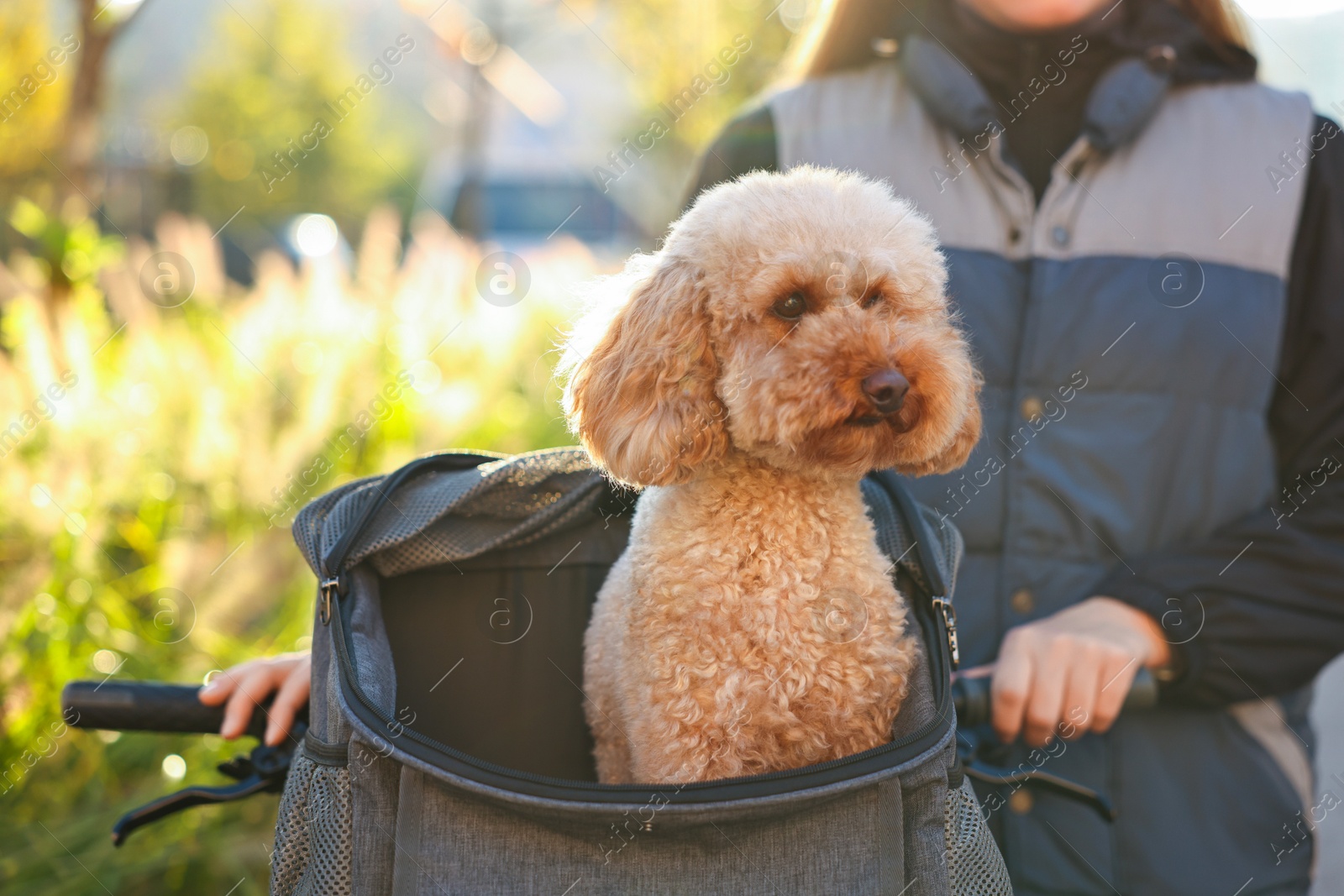 Photo of Woman with bicycle and cute Toy Poodle dog in pet carrier outdoors on sunny day, closeup