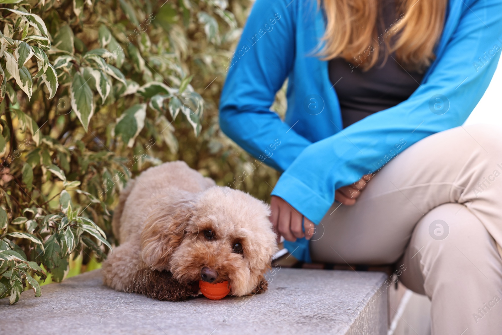 Photo of Woman and cute Toy Poodle dog with ball outdoors, closeup