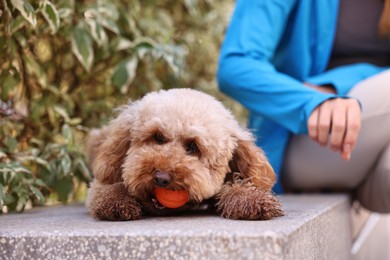 Photo of Woman and cute Toy Poodle dog with ball outdoors, closeup