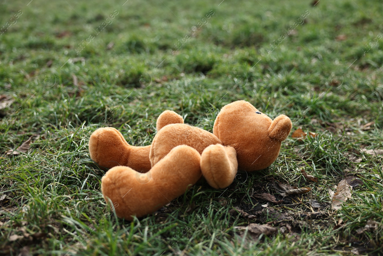 Photo of Lost brown teddy bear on green grass