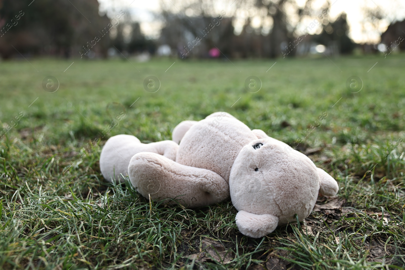 Photo of Lost white teddy bear on green grass in park, closeup