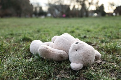 Lost white teddy bear on green grass in park, closeup