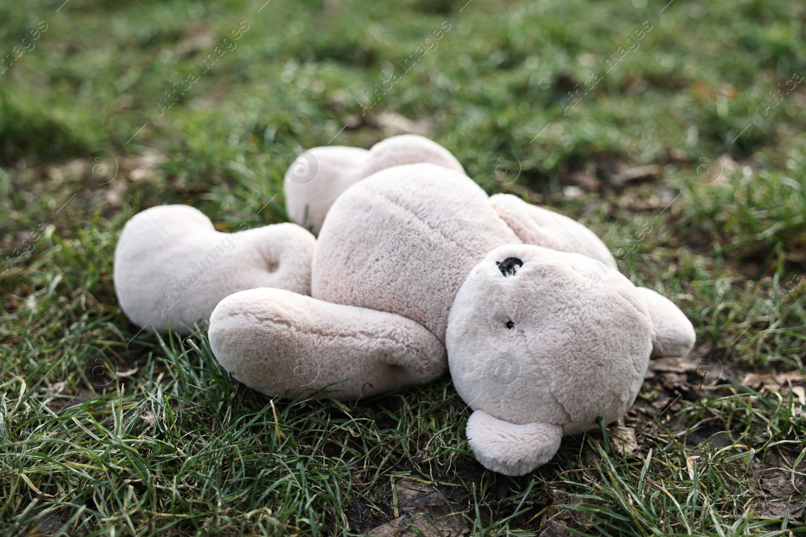 Photo of Lost white teddy bear on green grass, closeup