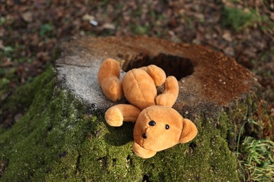 Photo of Lost brown teddy bear on tree stump outdoors, closeup