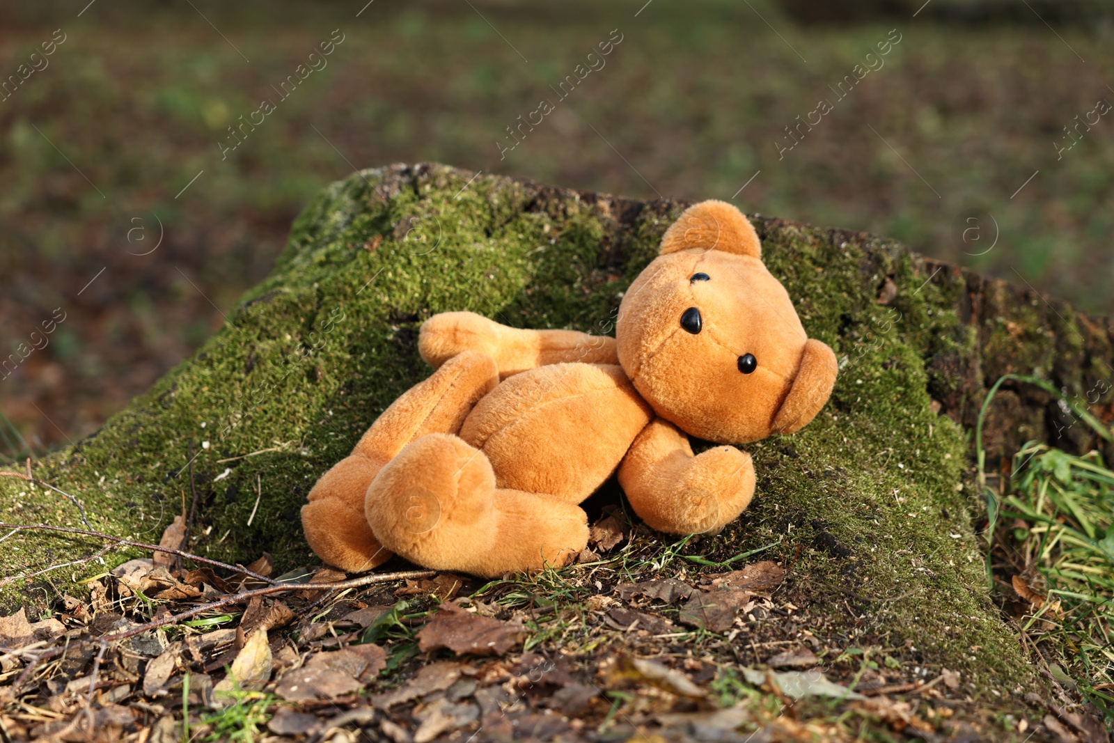 Photo of Lost brown teddy bear near tree stump outdoors, closeup