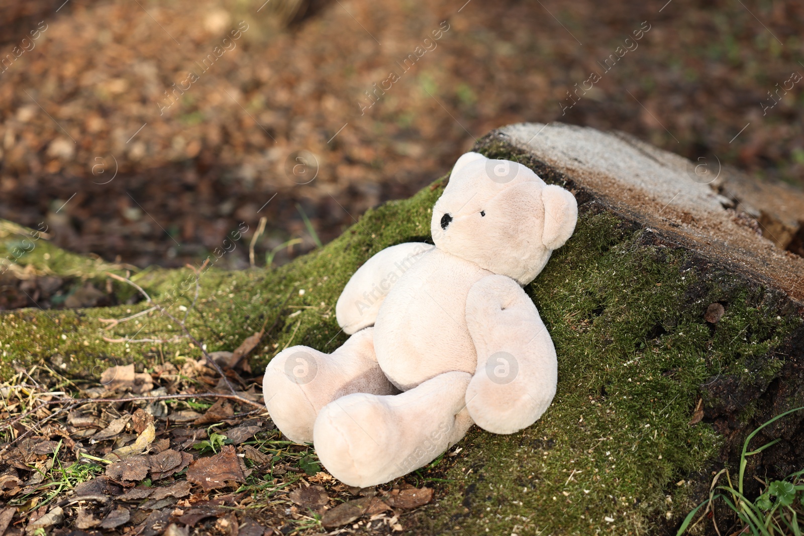 Photo of Lost white teddy bear near tree stump outdoors