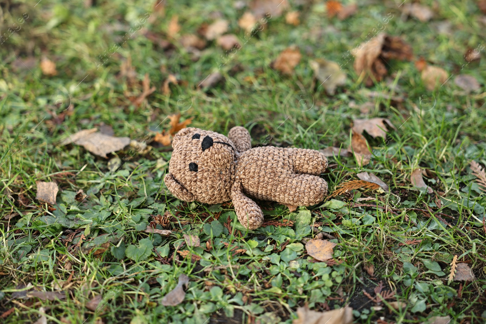 Photo of Lost knitted bear on green grass, closeup