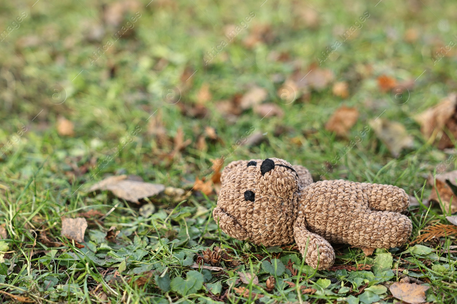 Photo of Lost knitted bear on green grass, closeup. Space for text