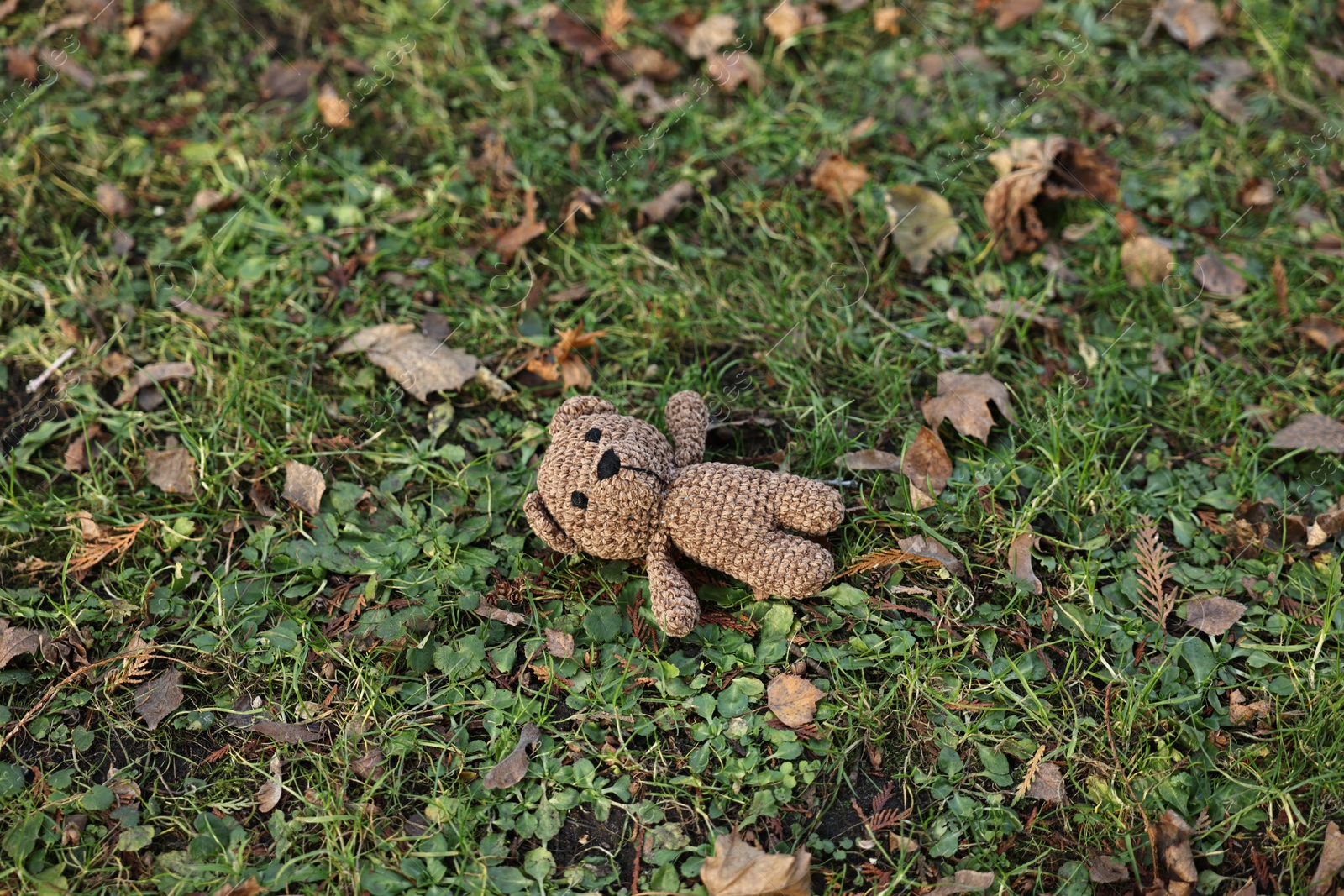 Photo of Lost knitted bear on green grass, above view