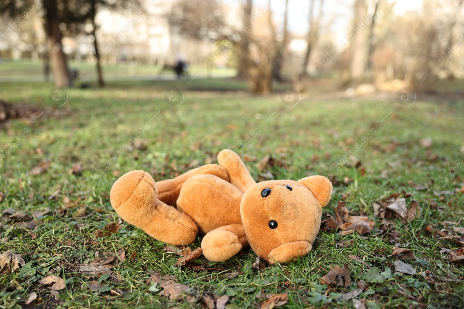 Photo of Lost brown teddy bear on green grass in park, closeup