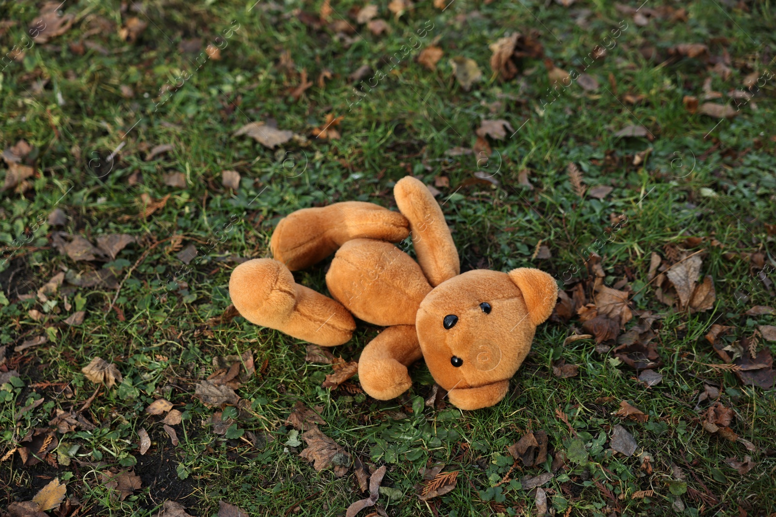 Photo of Lost brown teddy bear on green grass, above view