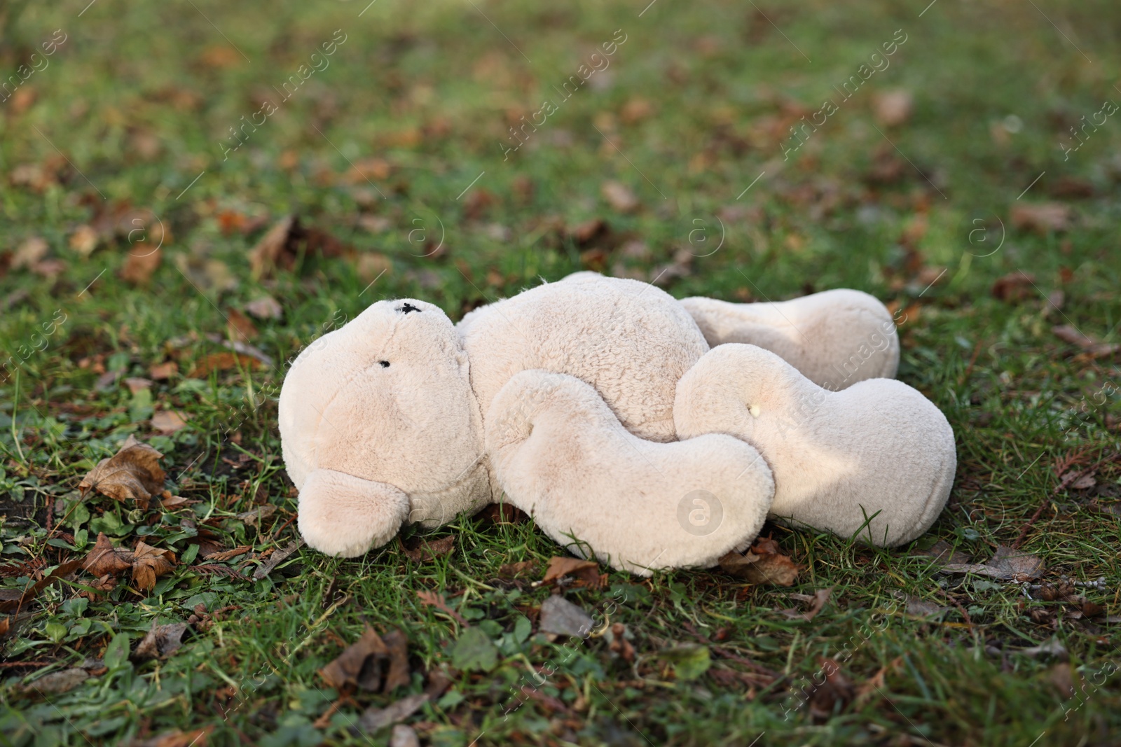 Photo of Lost white teddy bear on green grass, closeup