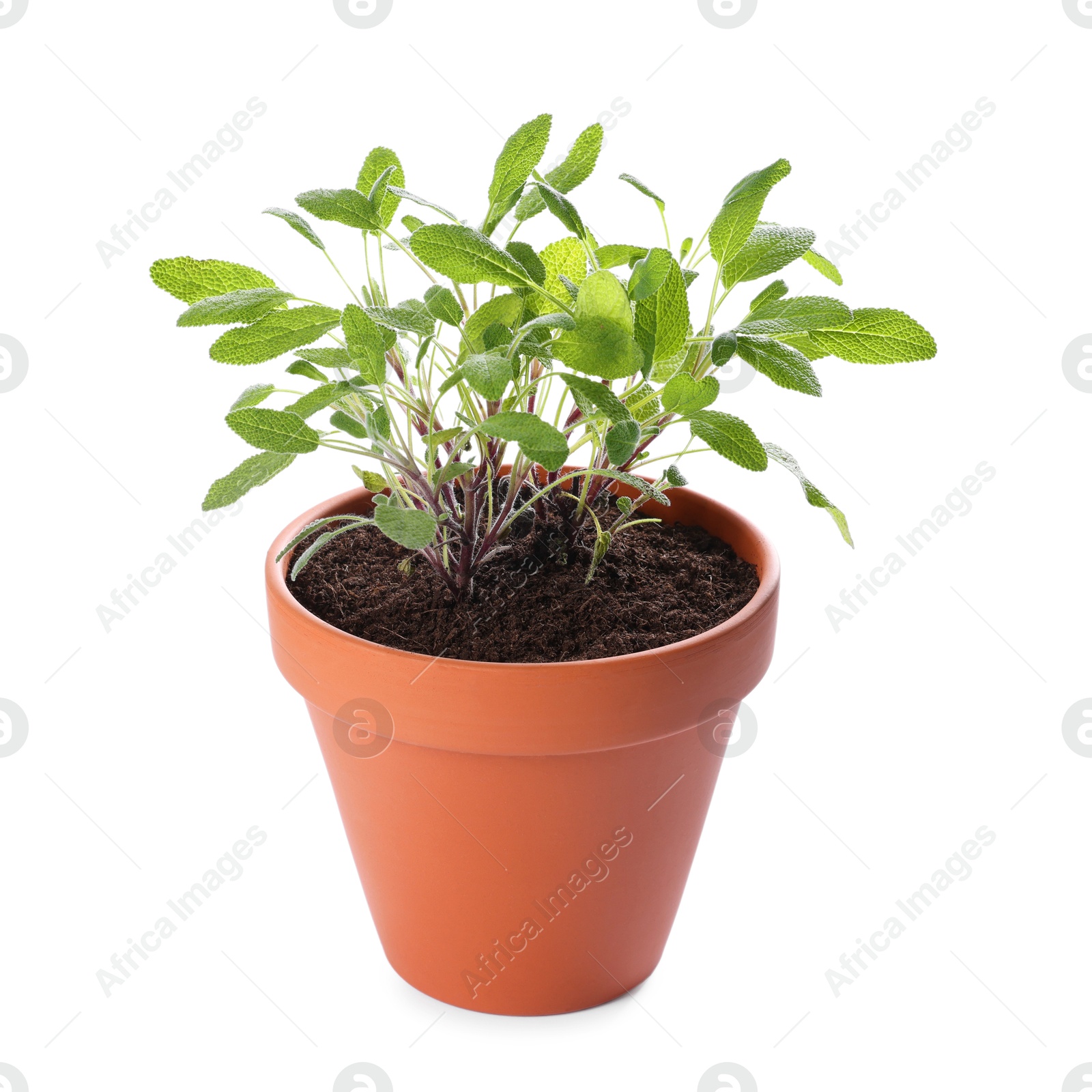 Photo of Mint plant in pot isolated on white. Aromatic herb