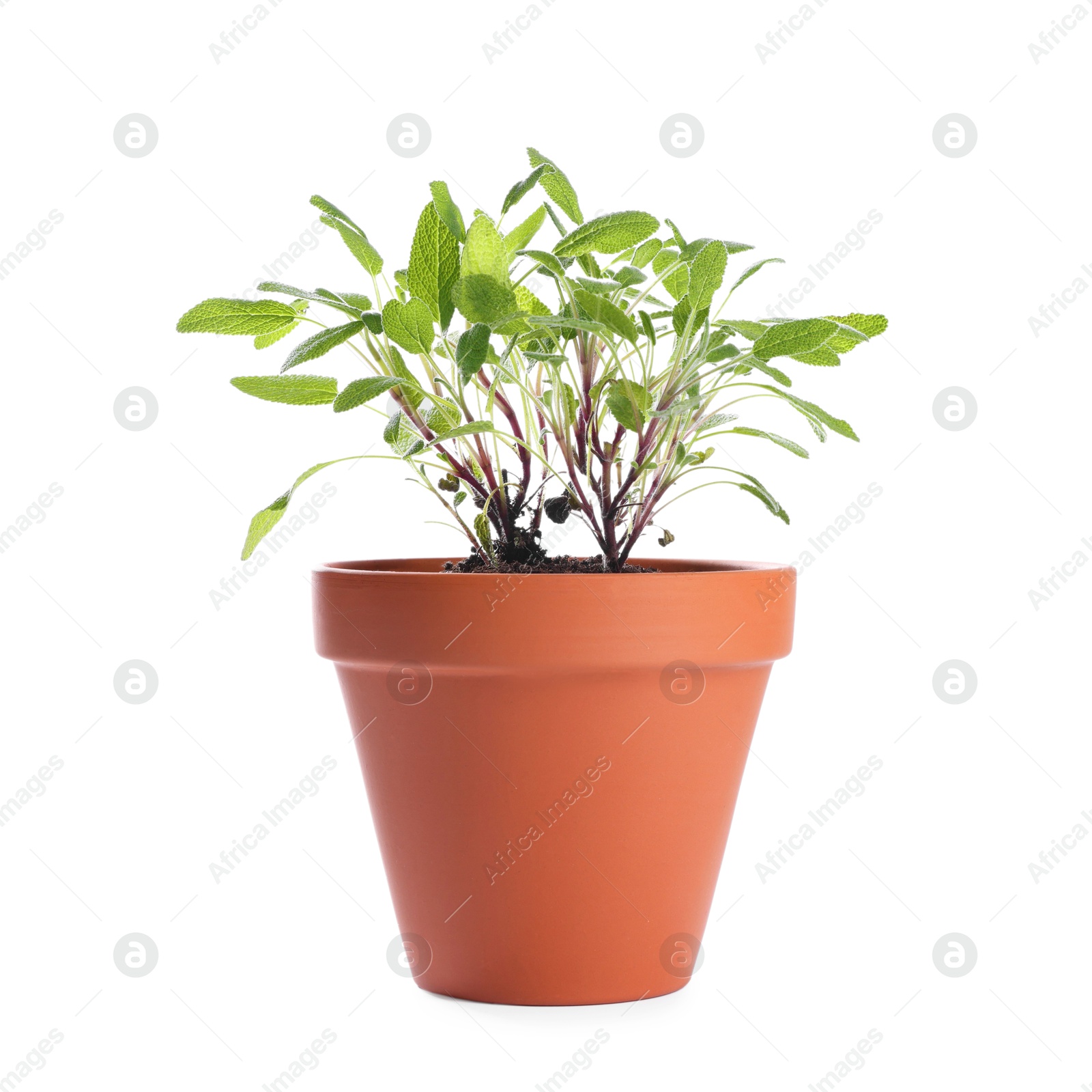 Photo of Mint plant in pot isolated on white. Aromatic herb