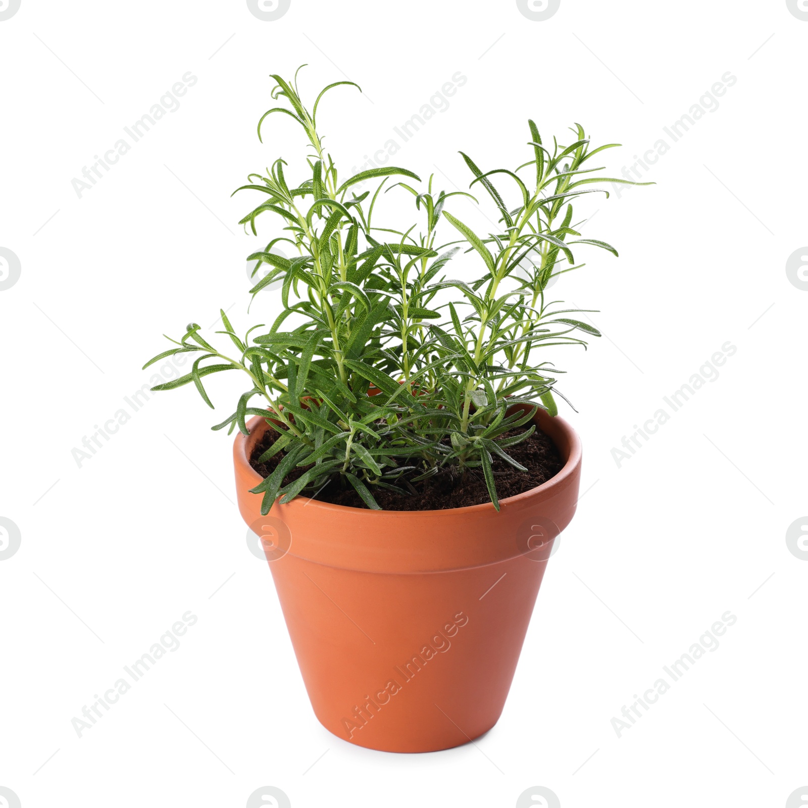 Photo of Rosemary plant in pot isolated on white. Aromatic herb