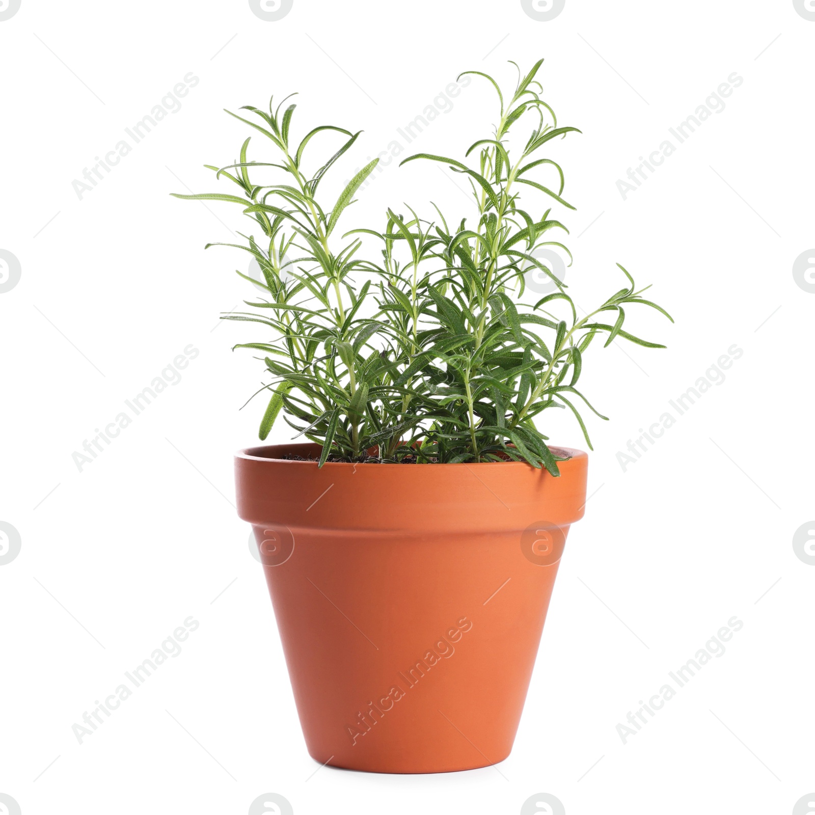 Photo of Rosemary plant in pot isolated on white. Aromatic herb