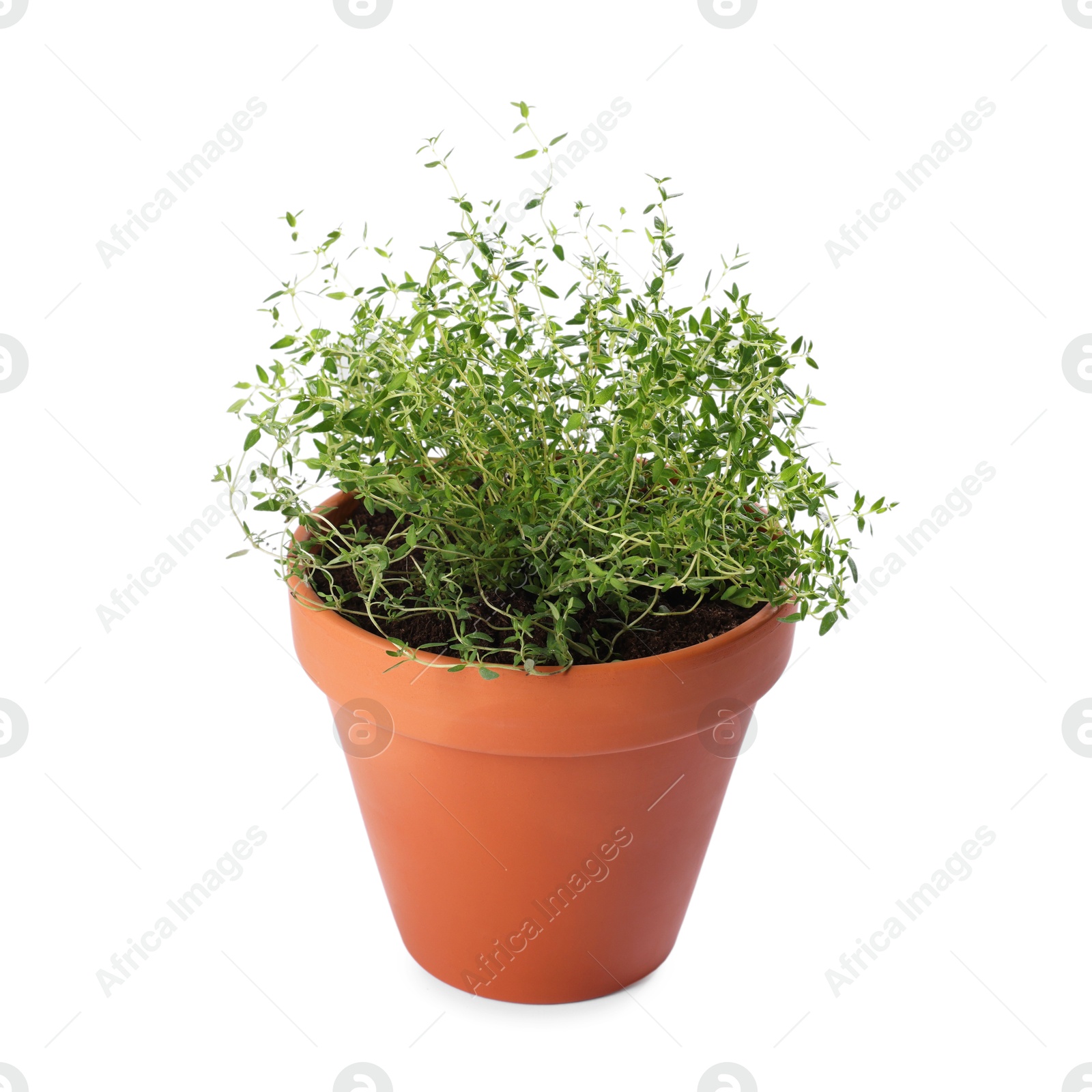 Photo of Thyme plant in pot isolated on white. Aromatic herb