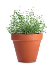 Photo of Thyme plant in pot isolated on white. Aromatic herb