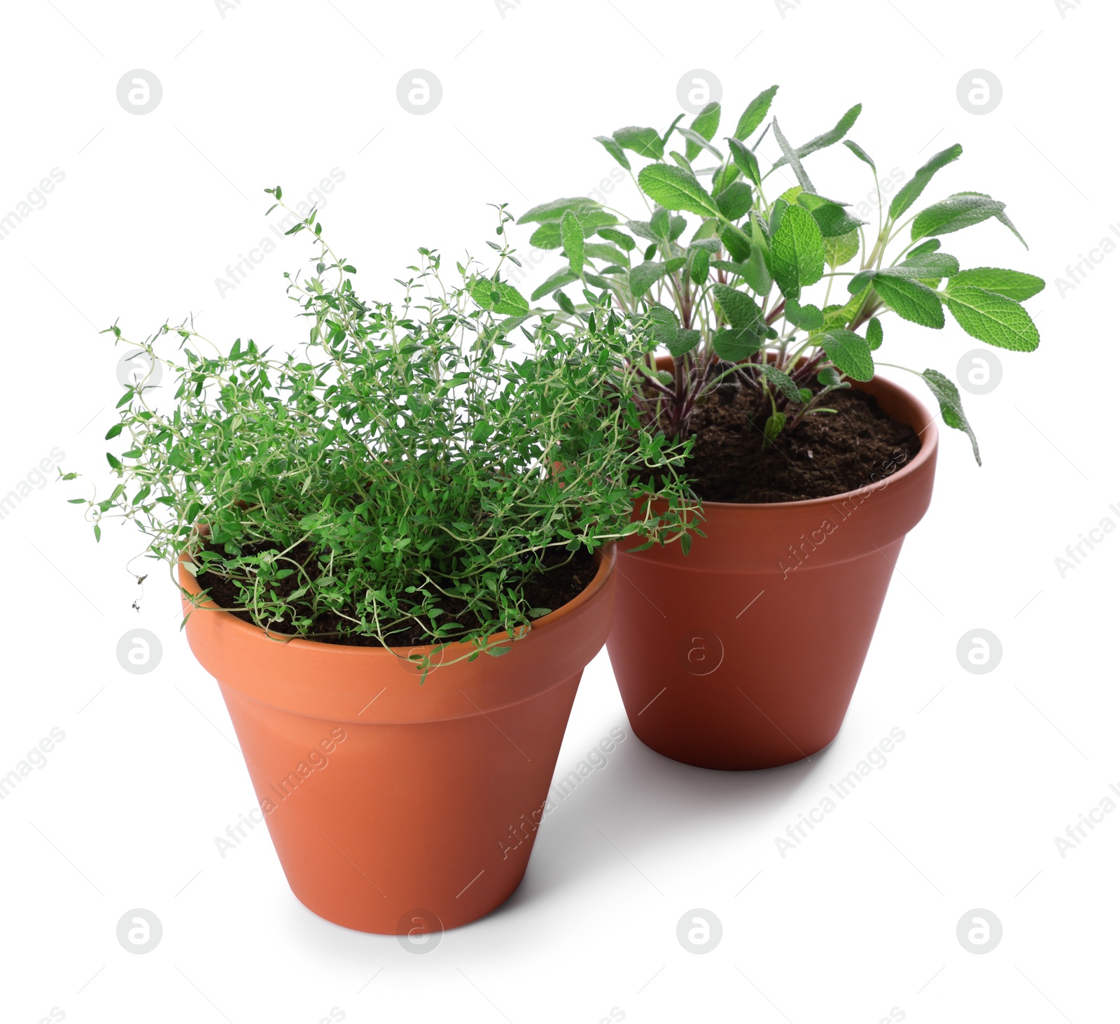 Photo of Aromatic herbs in pots isolated on white