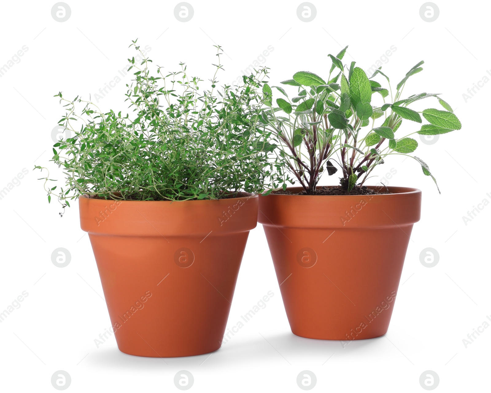 Photo of Aromatic herbs in pots isolated on white