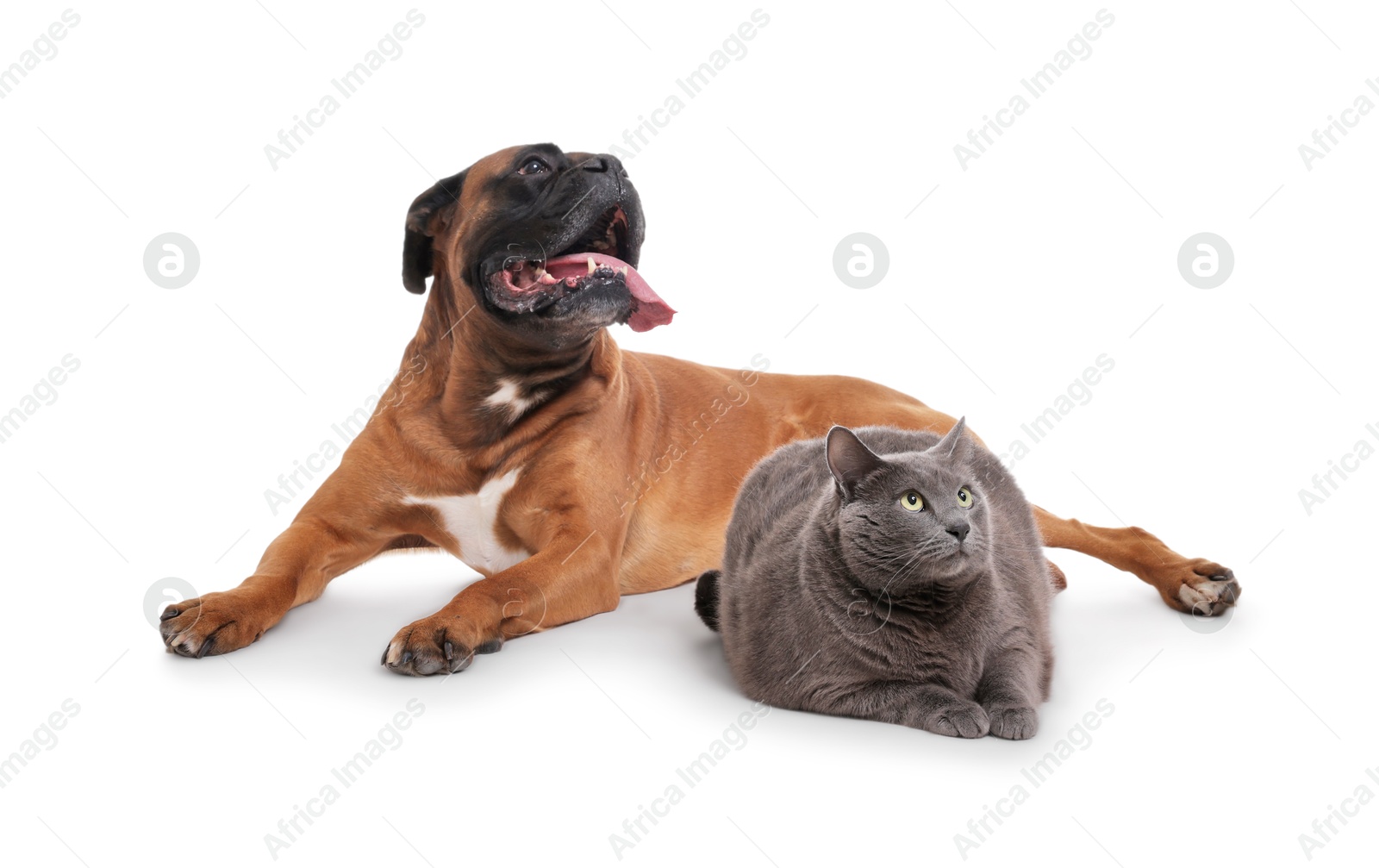 Photo of Cute dog and cat lying on white background