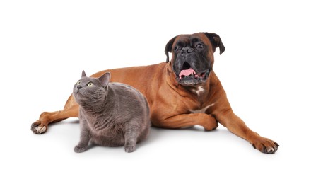 Photo of Cute dog and cat lying on white background