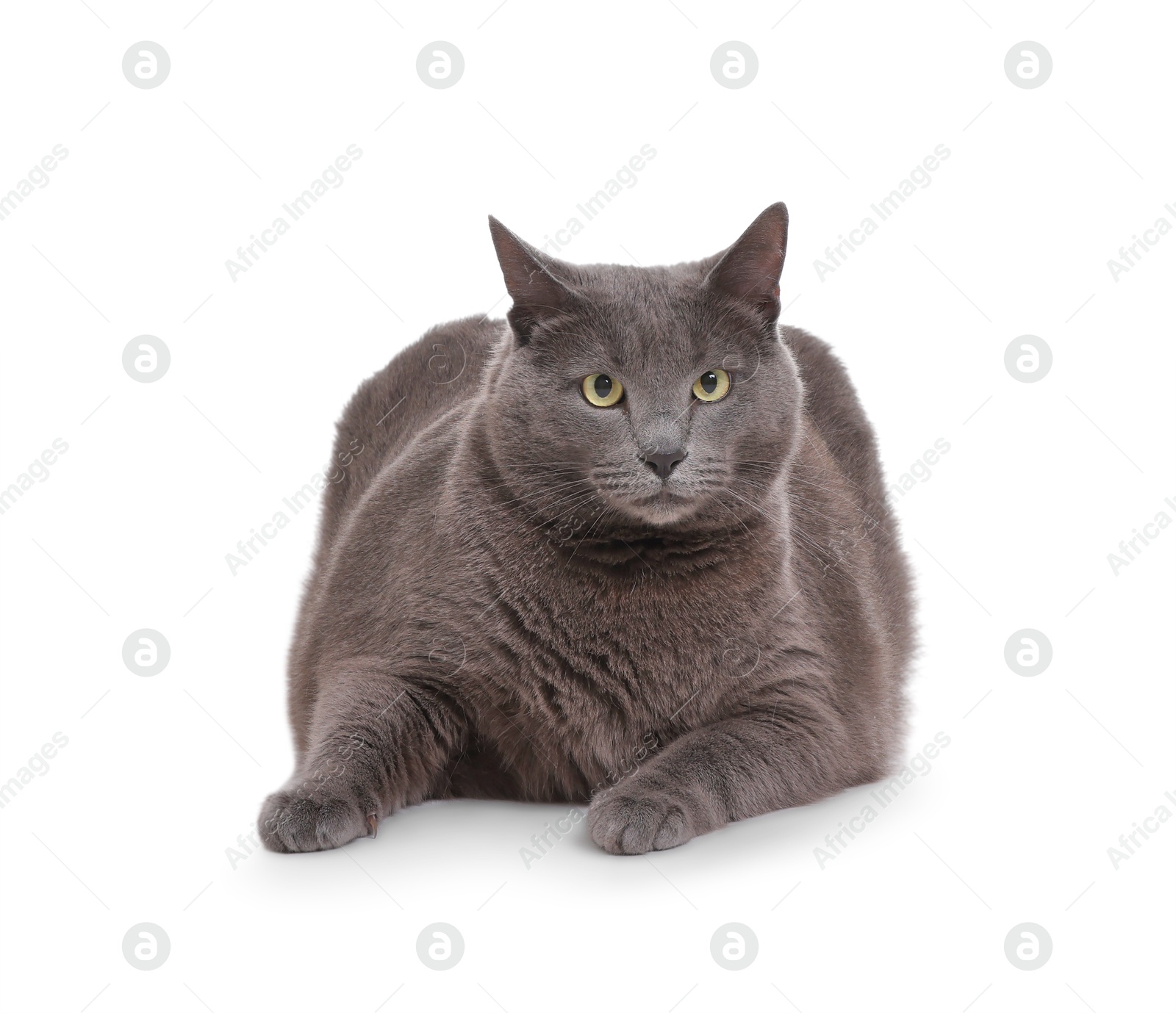 Photo of Cute grey cat lying on white background