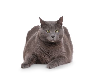 Photo of Cute grey cat lying on white background