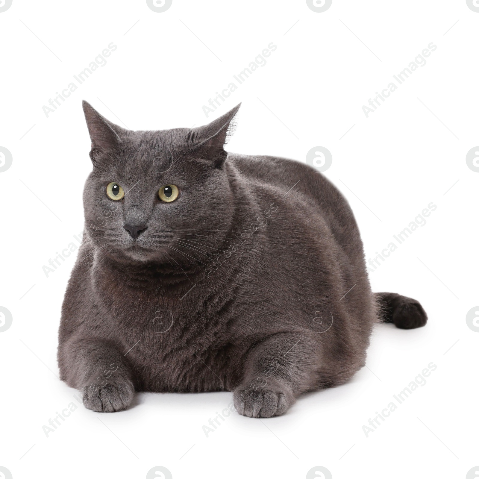 Photo of Cute grey cat lying on white background