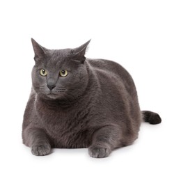 Photo of Cute grey cat lying on white background