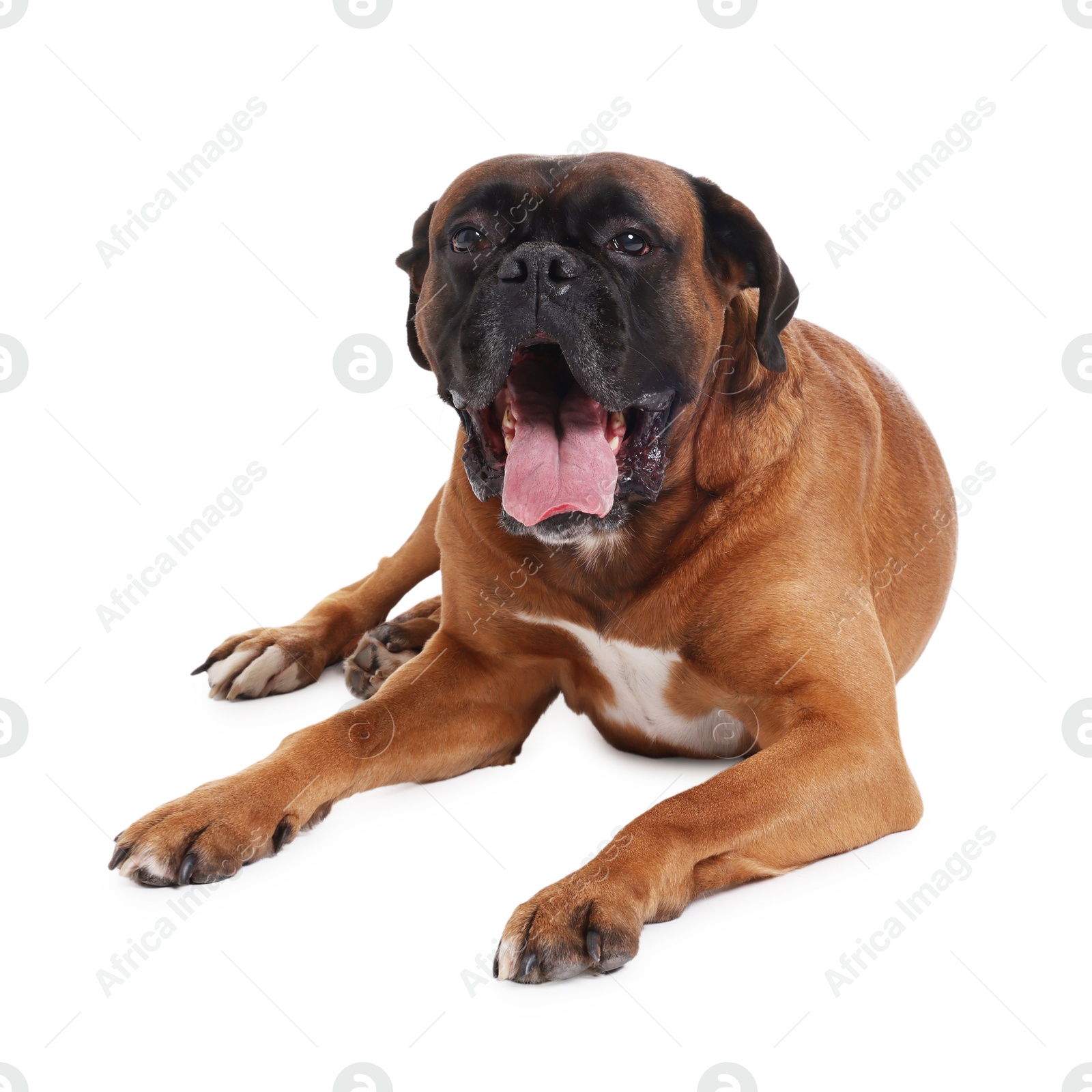 Photo of Cute dog lying on white background. Adorable pet